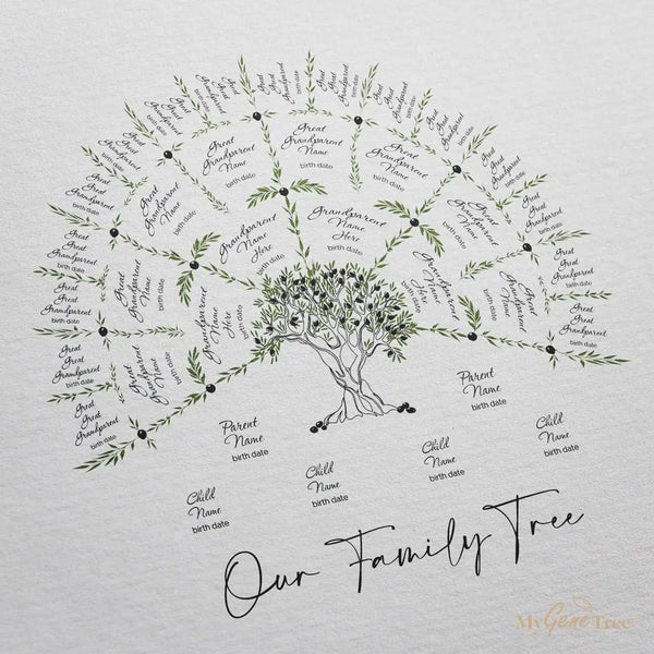 Olive Family Tree Medium - MyGeneTree